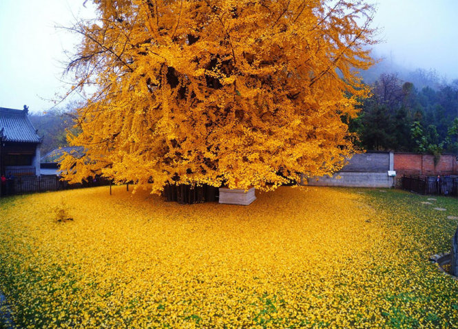 Cây ngân hạnh có tuổi đời 1.400 năm trút lá đẹp như tranh