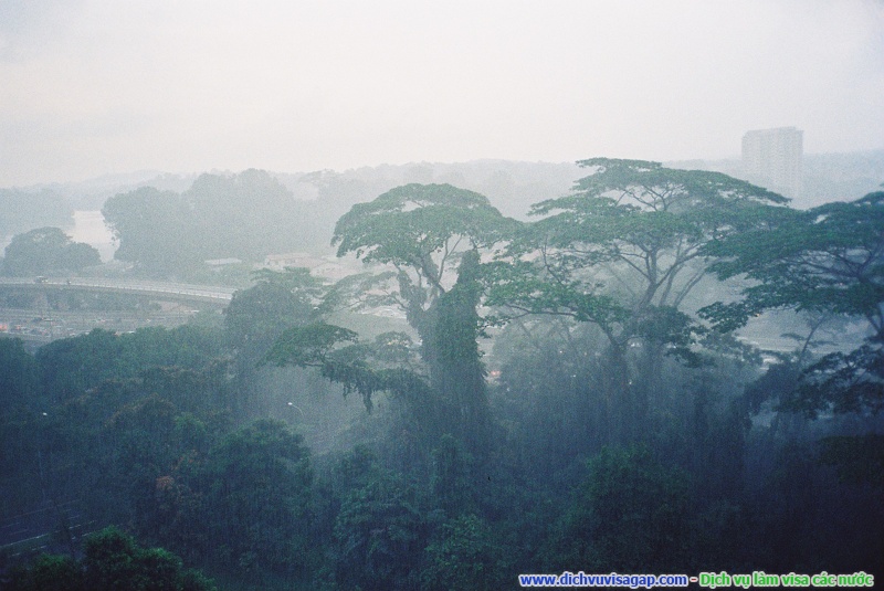 Rừng mưa nhiệt đới gần Johor Bahru, Malaysia