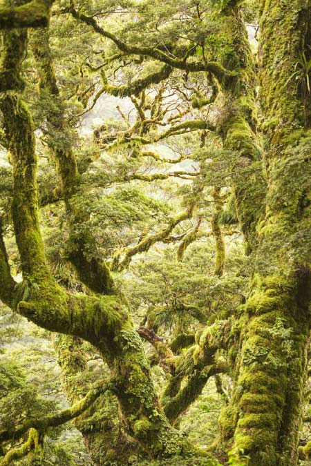 Vườn quốc gia Núi Aspiring nằm ở dãy Alps phía Nam của đảo Nam, New Zealand