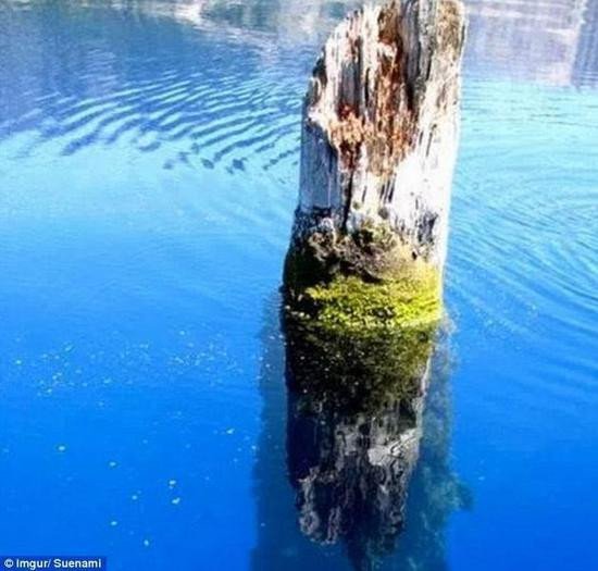 Bí ẩn thân cây dứng đứng ở hồ Crater Bang Oregon Mỹ 3