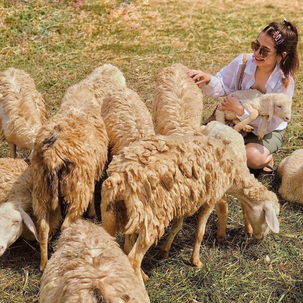 Đồng Cừu Suối Tiên Cam Ranh Khánh Hòa 6