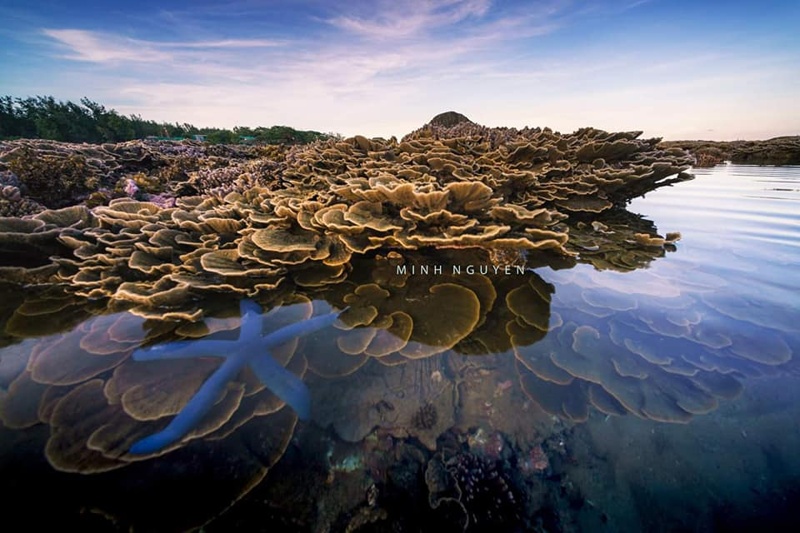 Kinh nghiệm chụp ảnh san hô ở Hòn Yến, Phú Yên 6