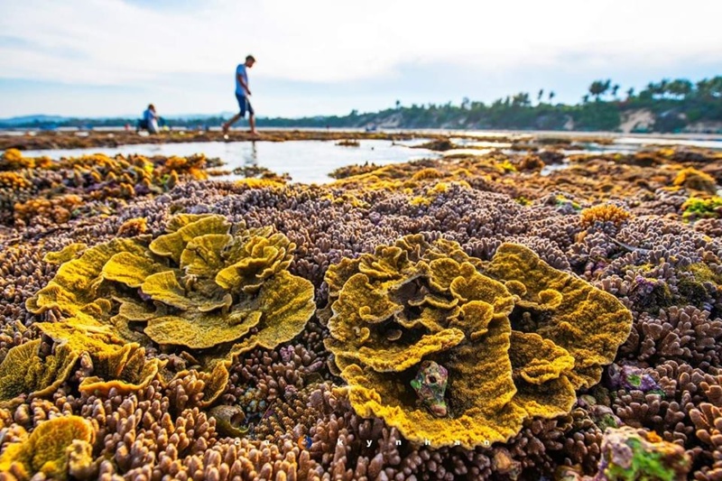Kinh nghiệm chụp ảnh san hô ở Hòn Yến, Phú Yên 7