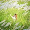 Chiêm ngưỡng cánh đồng cỏ lau trắng muốt bên dòng sông Lam