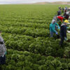 Úc sắp có thị thực mới cho lao động nông nghiệp