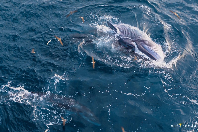 Cá voi quý hiếm xuất hiện tại biển Đề Gì, Bình Định 11