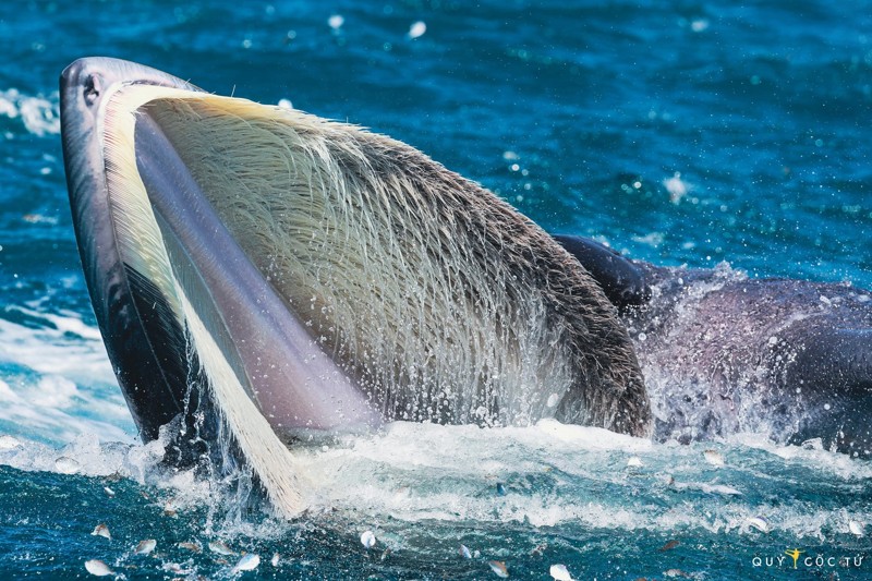 Cá voi quý hiếm xuất hiện tại biển Đề Gì, Bình Định 13