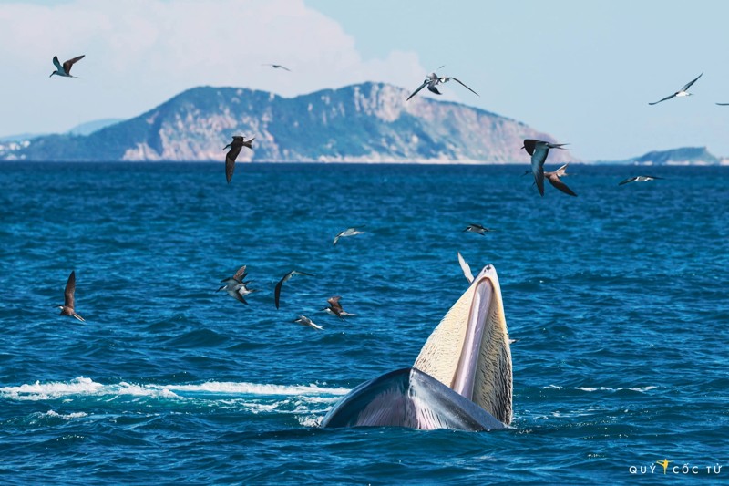 Cá voi quý hiếm xuất hiện tại biển Đề Gì, Bình Định 18