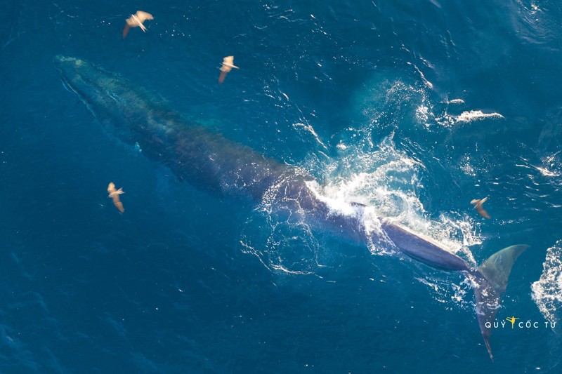 Cá voi quý hiếm xuất hiện tại biển Đề Gì, Bình Định 19