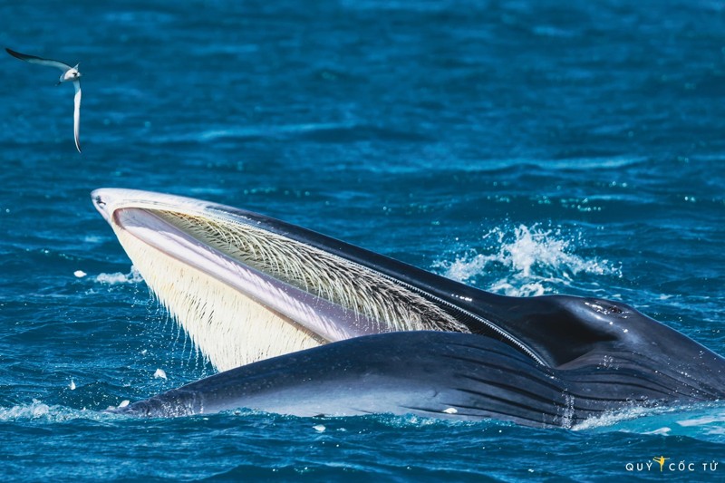 Cá voi quý hiếm xuất hiện tại biển Đề Gì, Bình Định 20