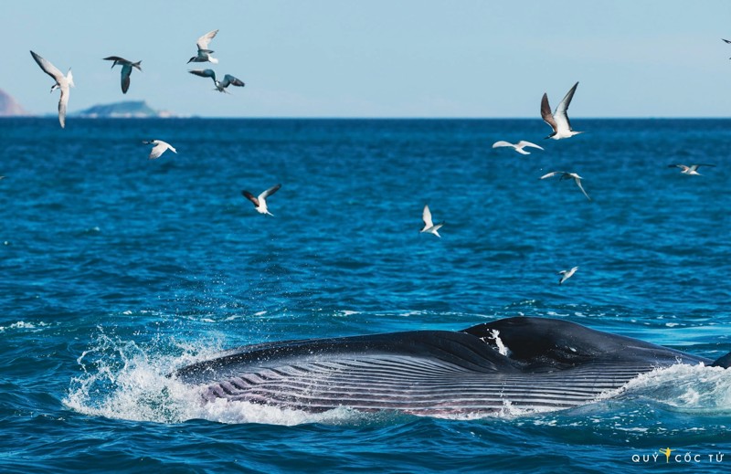 Cá voi quý hiếm xuất hiện tại biển Đề Gì, Bình Định 21