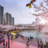 Lịch hoa anh đào nở ở Hàn Quốc và Nhật Bản 2023