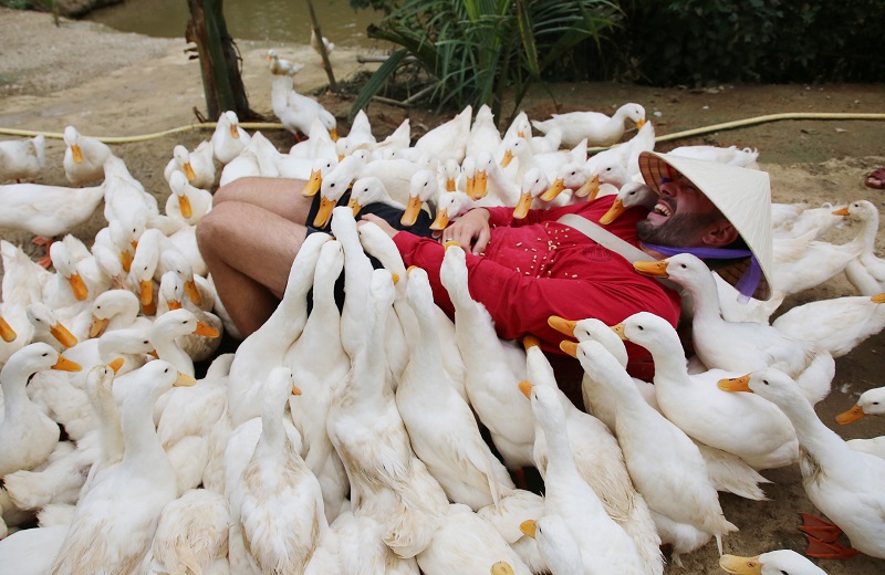 Để trải nghiệm cảm giác đàn vịt "massage", du khách dùng thức ăn để trên người