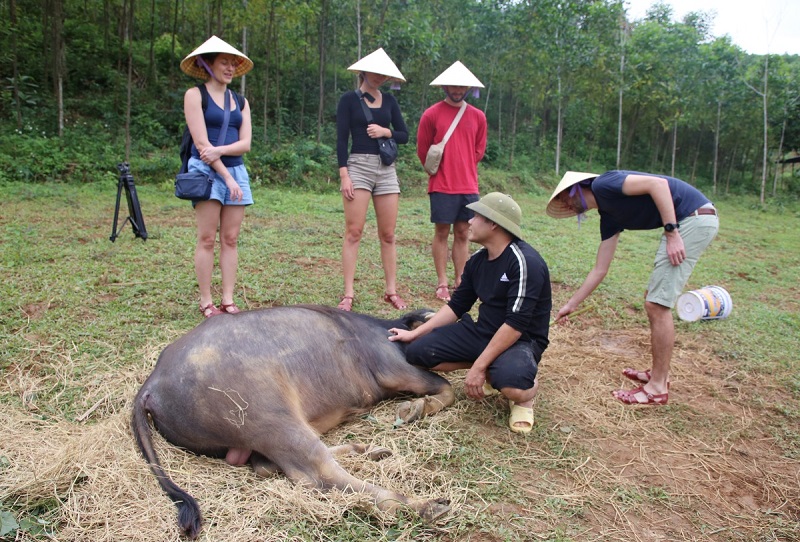 Du khách có thể trải nghiệm cưỡi trâu