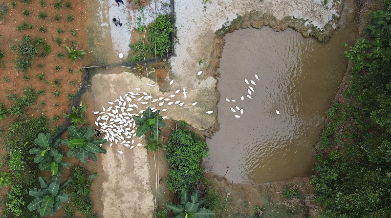 Cảnh đàn vịt được thả ra ao, nhìn từ trên cao