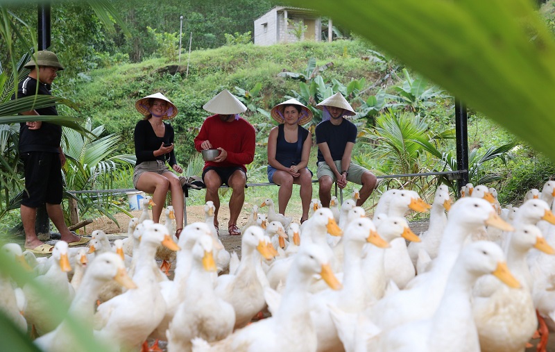 Khách du lịch đang ngồi nhìn đàn vịt