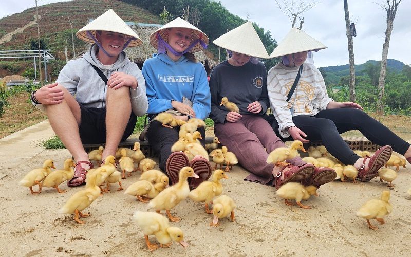 Để trải nghiệm đàn vịt con “massage”, du khách đi dép rọ và rải thức ăn quanh chân để dụ vịt tới. Ngay sau đó, đàn vịt con kéo đến ăn các hạt thức ăn, tạo cảm giác như đang được ''massage''.