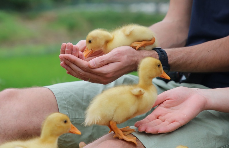 Khách du lịch chơi cùng với những chú vịt con